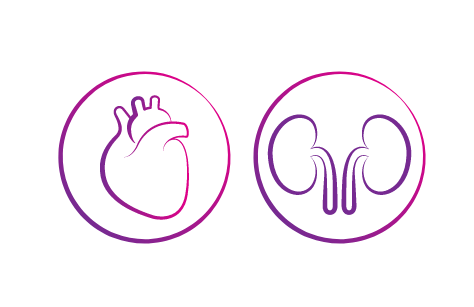 Illustrations of heart and lungs