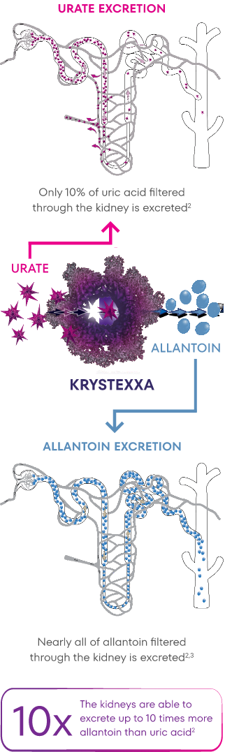 Artist's rendition of KRYSTEXXA mechanism of action, displaying that only 10% of uric acid filtered through the kidneys is excreted while nearly all of allantoin filtered through the kidneys is excreted