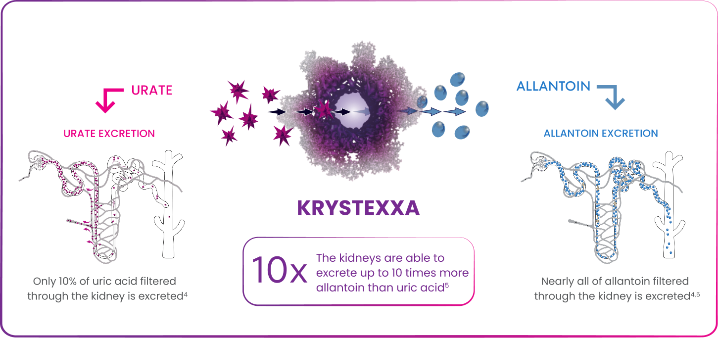 Artist's rendition of KRYSTEXXA mechanism of action, displaying that only 10% of uric acid filtered through the kidneys is excreted while nearly all of allantoin filtered through the kidneys is excreted