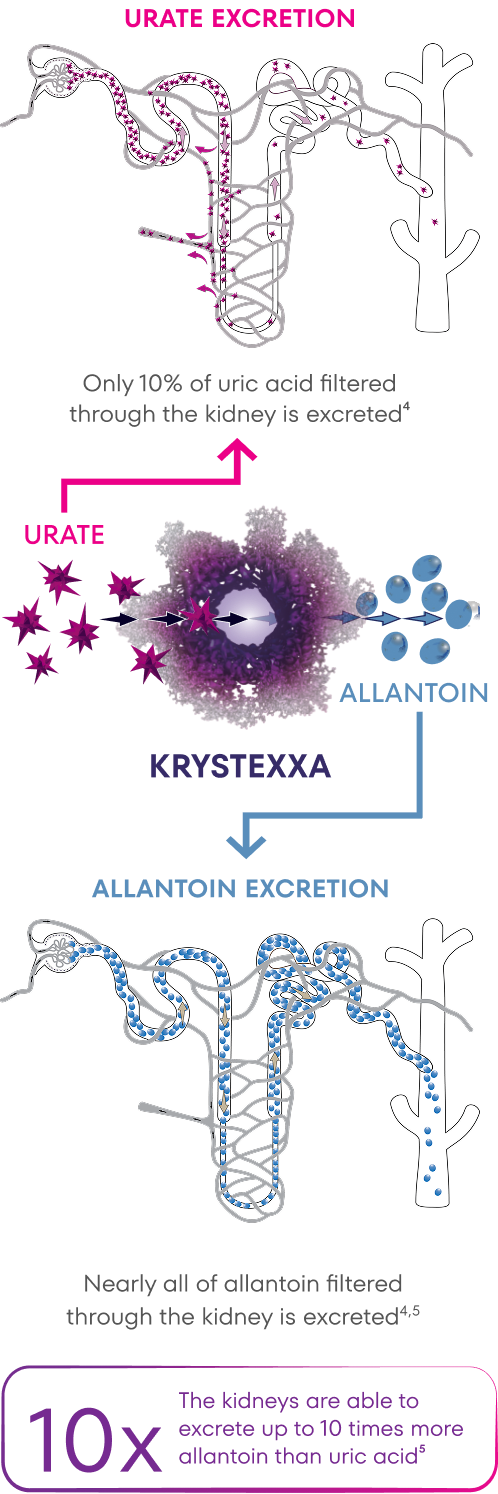 Artist's rendition of KRYSTEXXA mechanism of action, displaying that only 10% of uric acid filtered through the kidneys is excreted while nearly all of allantoin filtered through the kidneys is excreted