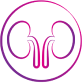 Renal icon
