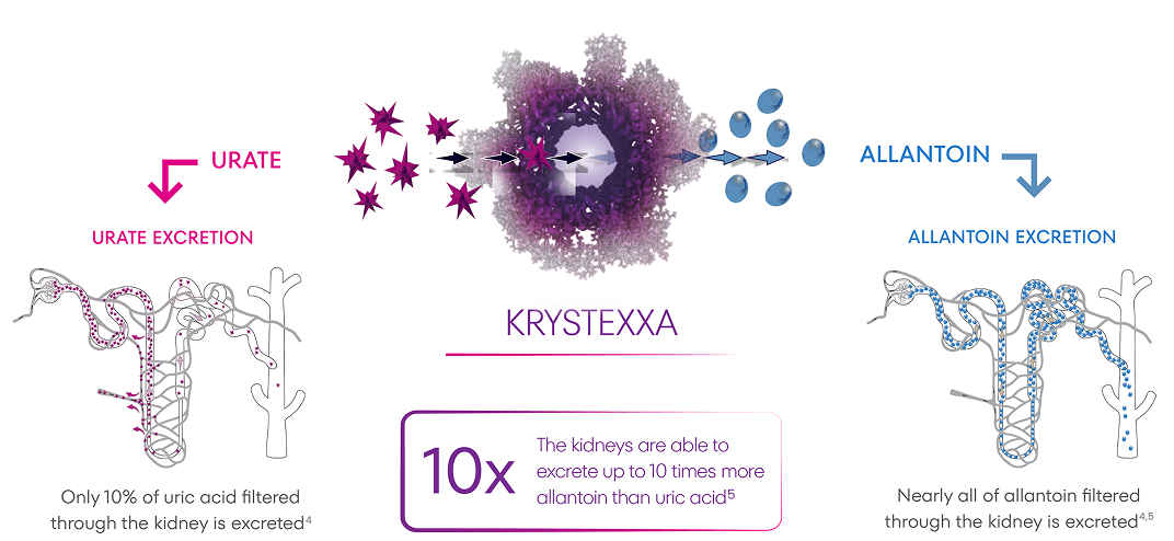 Artist's rendition of KRYSTEXXA mechanism of action, displaying that only 10% of uric acid filtered through the kidneys is excreted while nearly all of allantoin filtered through the kidneys is excreted