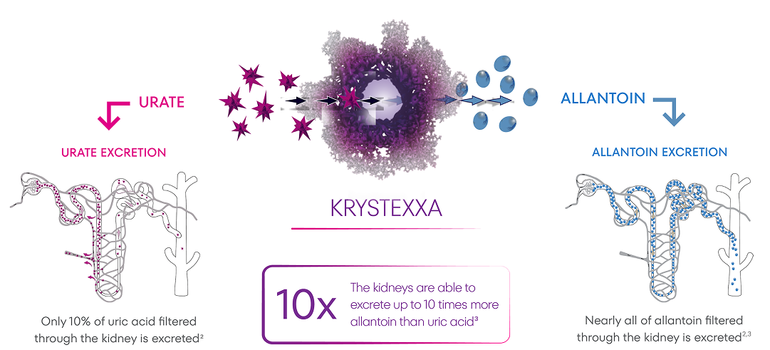Artist's rendition of KRYSTEXXA mechanism of action, displaying that only 10% of uric acid filtered through the kidneys is excreted while nearly all of allantoin filtered through the kidneys is excreted