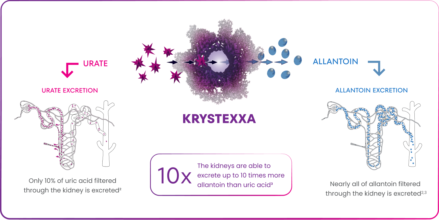 Artist's rendition of KRYSTEXXA mechanism of action, displaying that only 10% of uric acid filtered through the kidneys is excreted while nearly all of allantoin filtered through the kidneys is excreted